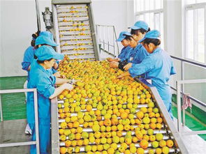 重庆农产品加工业如何走上 快车道